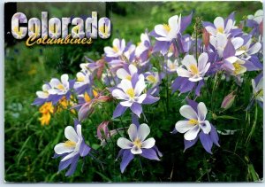 Postcard - Columbines, Colorado's State Flower - Colorado