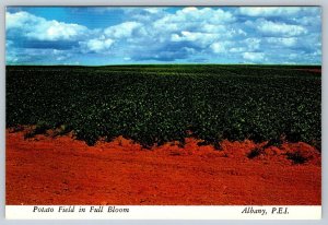 Potato Field In Full Bloom, Albany, Prince Edward Island, Chrome Postcard #2