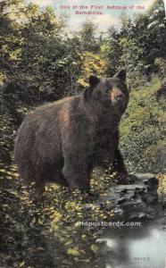 Berkshires, MA USA Bear Postcard