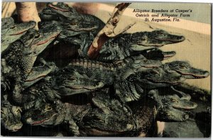 Alligator Breeders Casper's Ostrich & Alligator Farm St Augustine Postcard A03