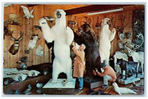 c1960's Knopp Brothers Taxidermy Studios Spokane Washington WA Unposted Postcard