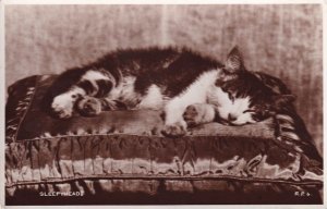 Sleepyhead Valentines Cat Real Photo Antique Postcard