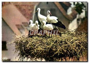 Postcard Modern L & # 39Alsace Picturesque birds nest Storks