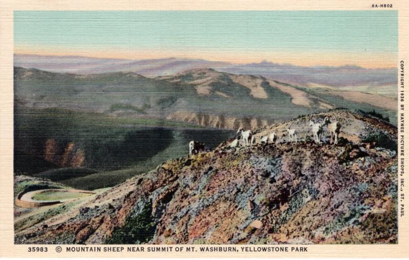 YELLOWSTONE NATIONAL PARK.  Haynes Linen Series. 35983.