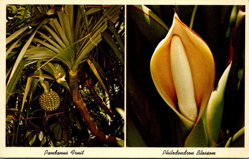Florida Tropical Plants Pandanus Fruit and Philodendron Blossom
