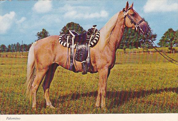 Beautiful Palomino With Saddle