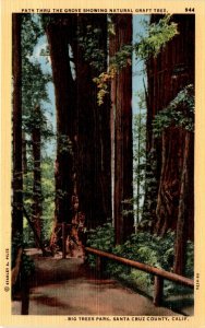 BIG TREES PARK, SANTA CRUZ COUNTY, CALIFORNIA, STANLEY Postcard