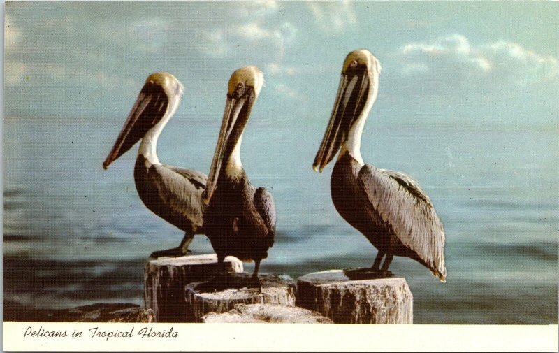 Florida Pelicans Tropical Wildlife Ocean Coastal Docks Chrome Postcard 