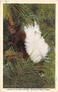 White Tail Kaibab Squirrel Squirrel / Chipmunks / Woodchucks Kibab National F...