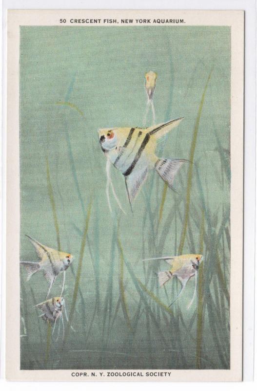 Crescent Fish New York City Aquarium 1920c postcard