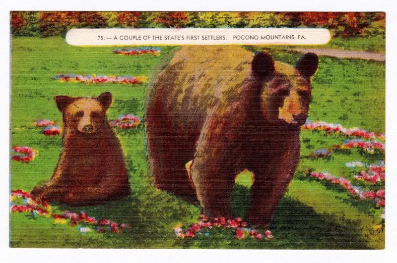 Pocono Mountains PA Bear & Cub A Couple of the State's First Settlers Postcard