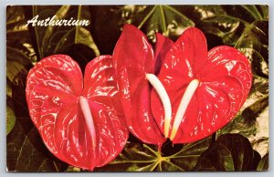 Hawaii~Close Up Photo Of Red Anthurium Flowers~Curteichcolor Vintage Postcard