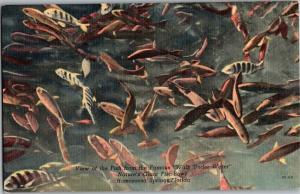 View of Fish Nature's Giant Fish Bowl Homosassa Springs FL Vintage Postcard Q08