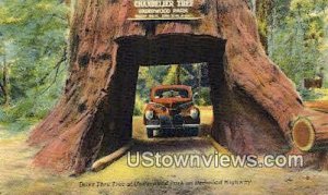 Drive thru Tree - Redwood Highway, CA