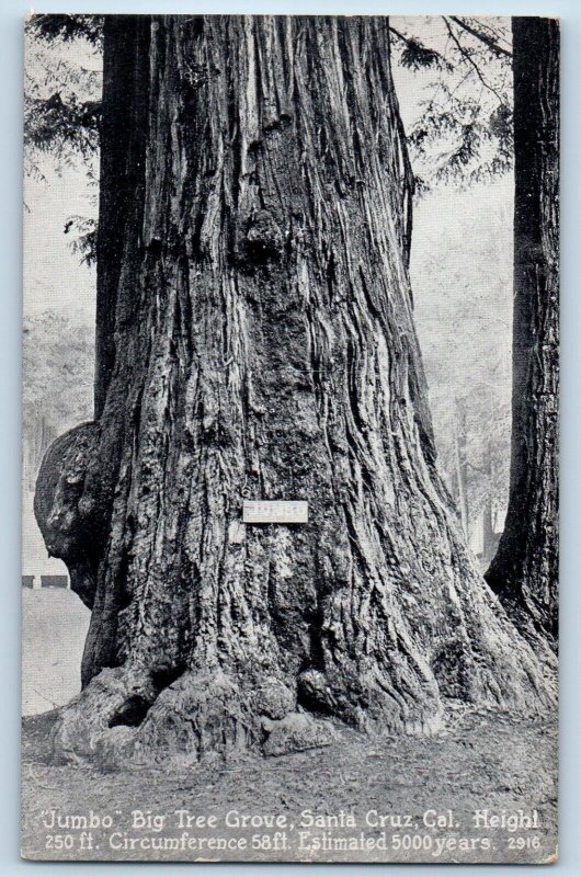 Santa Cruz California Postcard Jumbo Big Tree Grove Exterior View c1940 Vintage