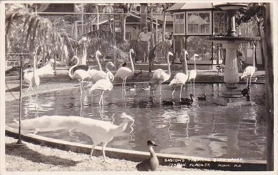 Florida Miami Flamingos At Bascomb's Tropical Bird Farm Real Photo