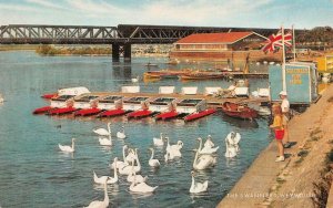 WEYMOUTH, England UK  SWANNERY  Swans & Sea Cycles For Hire~Paddleboats Postcard