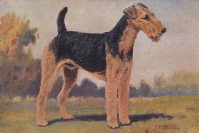 Airedale Terrier Dog Police Work Antique Postcard