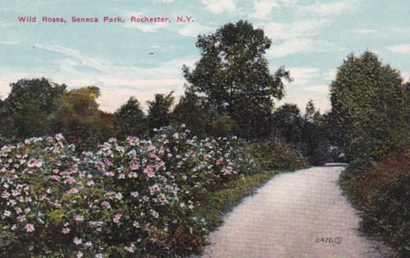 New York Rochester Wild Roses Seneca Park