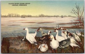 Platte River Goose Group Central Nebraska NB Municipal Museum Plains Postcard