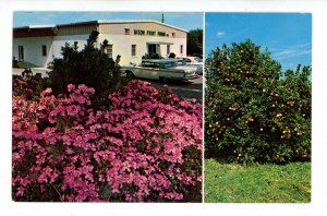 FL - Bradenton. Mixon Fruit Farms ca 1959