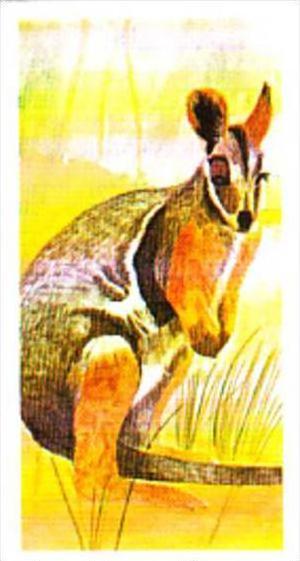 Brooke Bond Tea Trade Card Vanishing Wildlife No 39 Yellow Footed Rock Wallaby