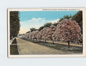 Postcard Magnolias In Bloom Oxford Street Rochester New York USA