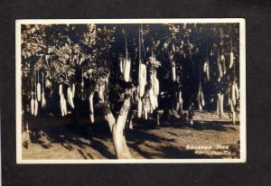 HI Sausage Trees Botany Honolulu Hawaii Real Photo Postcard RPPC Tree