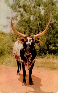 Texas Longhorn Steer 2006