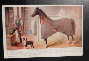 Mint USA Advertising Postcard 5A Blankets Bounder Duck Stable Blanket Horse