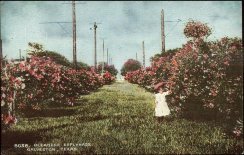 Galveston TX c1910 Postcard EXC COND Oleander Esplanade