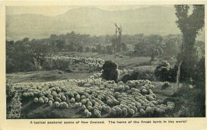 New Zealand lambs C-1920s Farm Agriculture Pastoral Postcard 21-13158