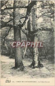 Old Postcard Forest of Fontainebleau The Charm Chene