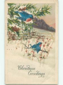 Divided-Back CHRISTMAS BIRDS SCENE Pretty Postcard W8552