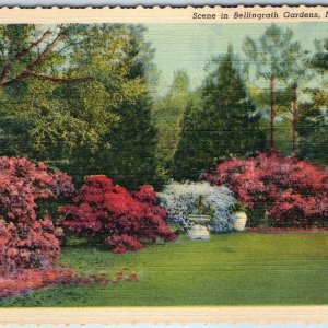 1940 Mobile AL Bellingrath Gardens Scene Azalea Shrub Flower Landscaping PC A252
