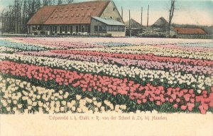 Postcard C-1905 Holland Netherland Tulip flower field undivided 23-11821