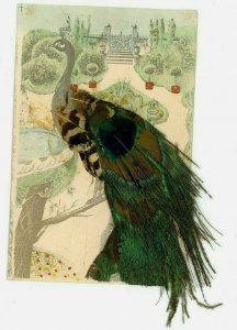 1907-15 Peacock Real Postcard Feather Vintage Bird Feathers Art Animal