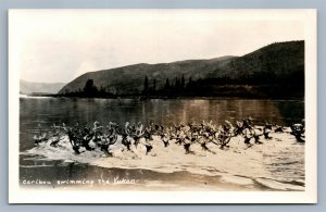 CARIBOU SWIMMING THE YUKON CANADA VINTAGE REAL PHOTO POSTCARD RPPC