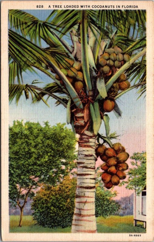 Florida Miami Cocoanut Nut Tree Loaded With Fruit 1936 Curteich