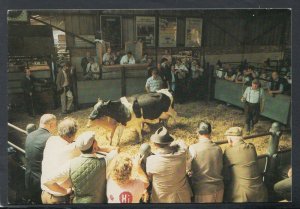 Leicestershire Animals Postcard - Melton Mowbray Cattle Market   D609