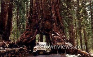 Wawona Tree - Yosemite National Park, CA