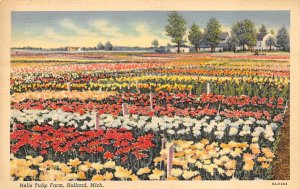 Nelis Tulip Farms Tulip Time Holland MI 