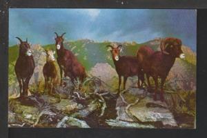 Rocky Mountain Sheep Exhibit,Denver,CO Postcard 