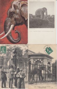 ELEPHANTS 85 Vintage ANIMAL Postcards Mostly pre-1940 (L5977) 