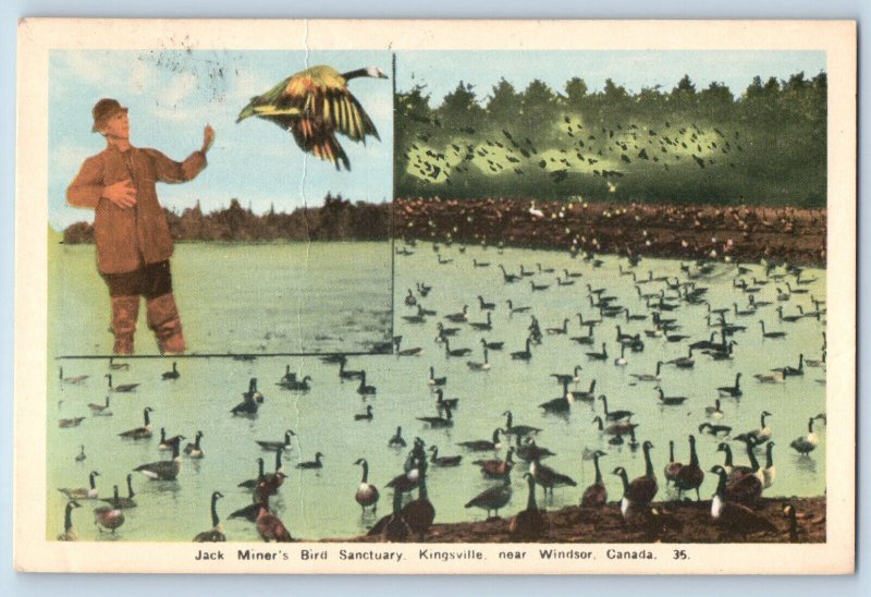 Kingsville Near Windsor Canada Postcard Jack Miner's Bird Sanctuary 1950