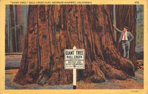 Giant Tree, Bull Creek Flat Redwood Highway California  