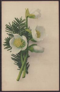 Flowers Postcard