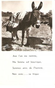 A donkey. L'Ane Old vintage French photo postcard