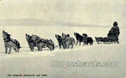 Dog Sledding, Writing On Back indentation in card from dryness, some corner w...