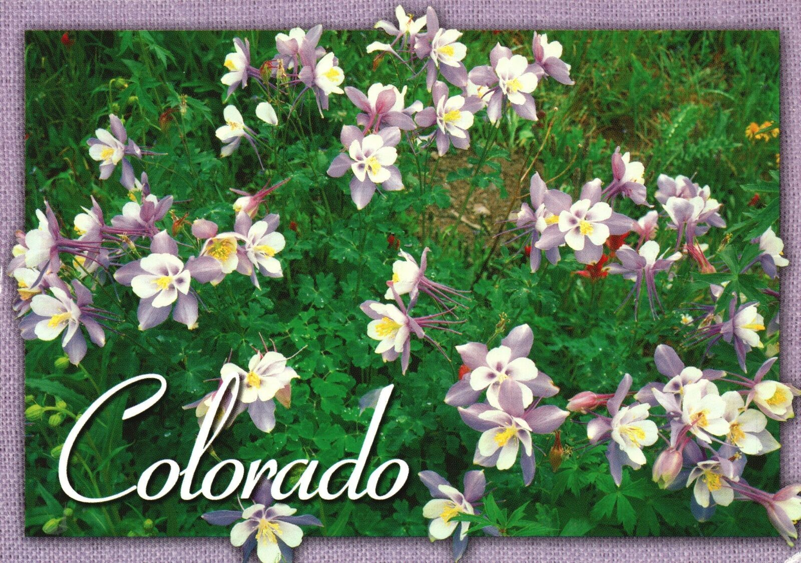 Vintage Postcard Blue Columbine Most Honored State Flower Colorado CO ...